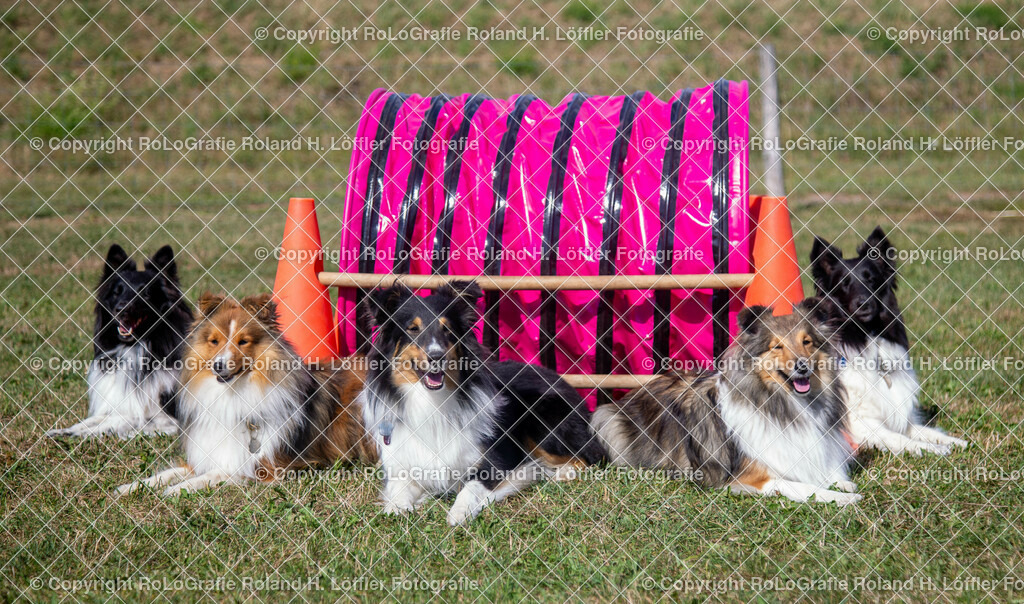 Hunderudel-1 | Sheltie Rudel - Realisiert mit Pictrs.com