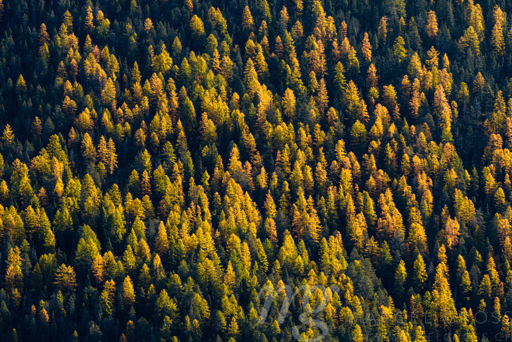 autumn forest in Engadin | gelbe Lärchen im Schweizer Nationalpark - Realisiert mit Pictrs.com