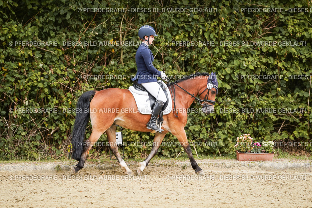 DSC00574 | Pferdegrafie