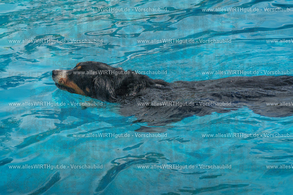 Hundeschwimmen_Grefrath_2026-allesWIRTHgut_Tierfotografie-13_35-FAY00665 | Professionelle Tierfotografie in Mönchengladbach von Daniel Wirth (allesWIRTHgut). Liebevolle & natürliche Bilder von Hunden & Katzen für unvergessliche Erinnerungen.