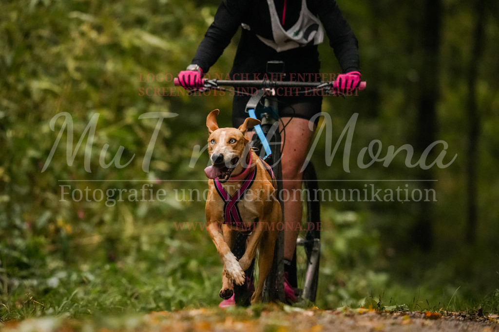 20251005_THS_Turnier-191 | MuT (Mensch und Tier) mit Mona - Fotografie und Tierkommunikation - Realisiert mit Pictrs.com