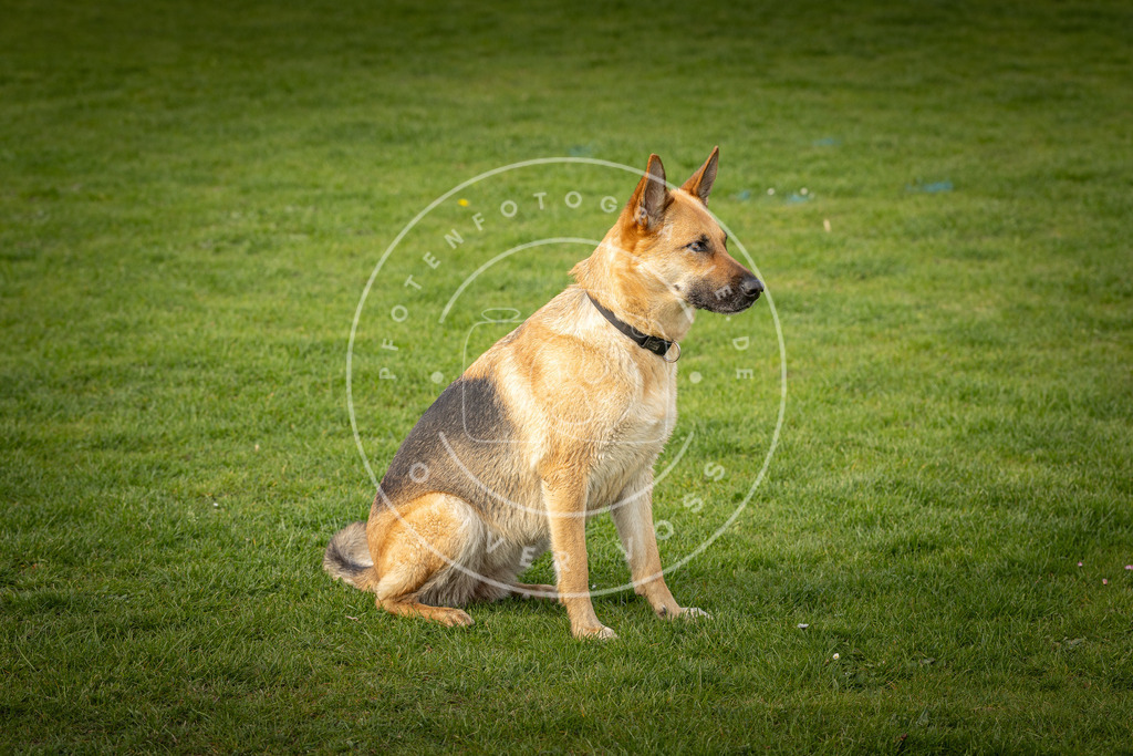 Pfotenfotografie_DV3A4922 | Hundefotografie, Tierfotograf, Pfotenfotografie, Fotoshooting Hund, Hunde Portrait, Hundesport, Hundeportraits, Heideshooting, Hunde, Sportfotograf, Hundefotograf, Turnierhundsport, THS,  - Realisiert mit Pictrs.com