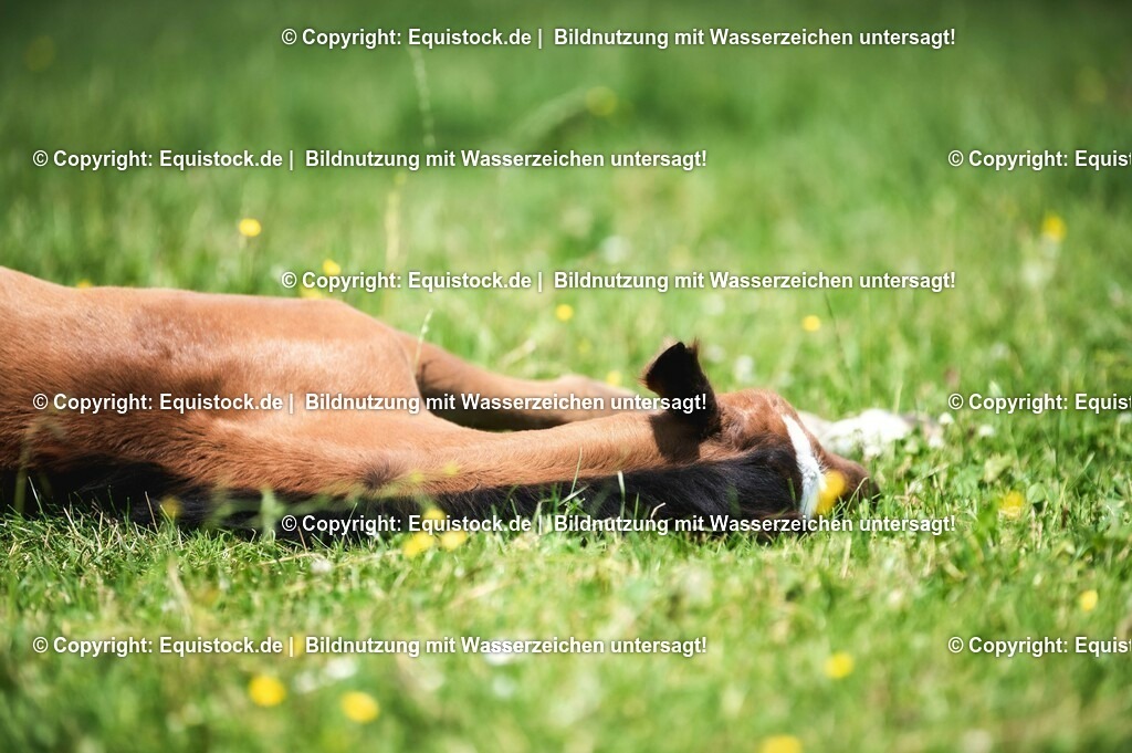 20210617_Fohlen_0299 | Foto: Thomas Hartig