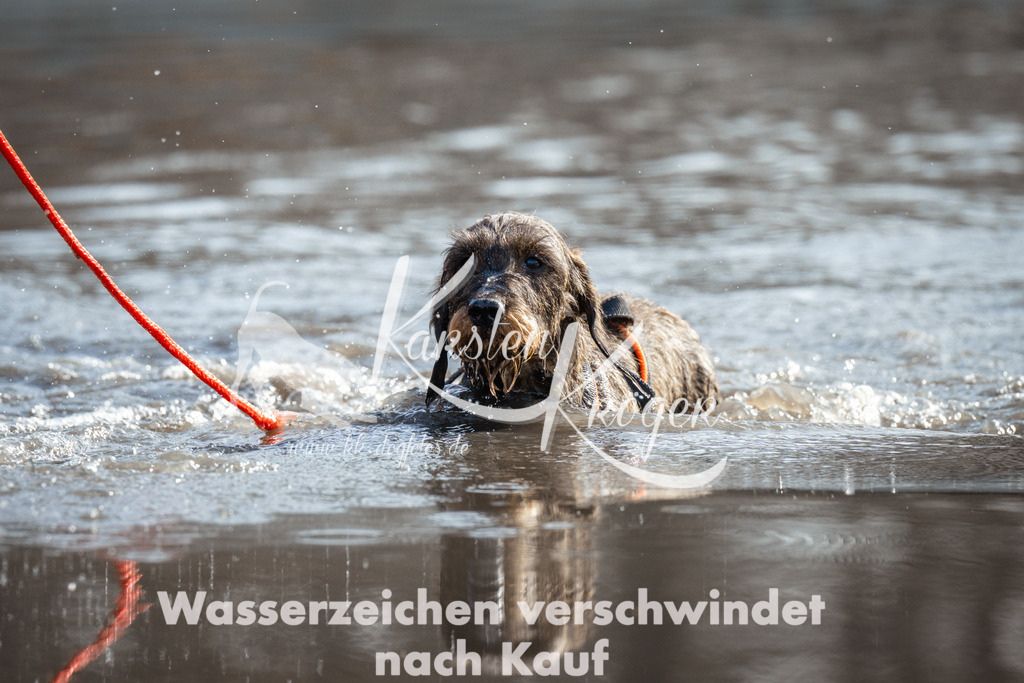 1111_ZZ92920 | kk-dogfotos