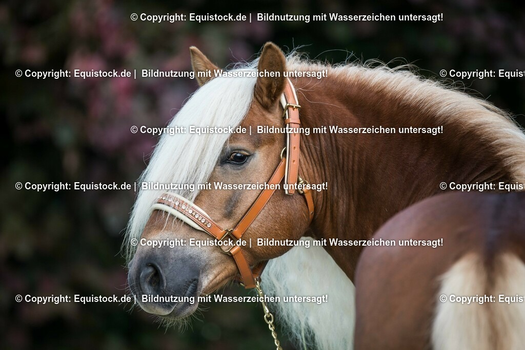 20150527_TOMsPiC_0164 | equistock