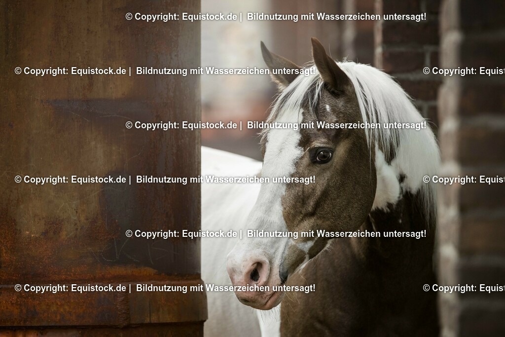 20160517_Schecke_in_Industrieanlage_0003 | Foto: Thomas Hartig