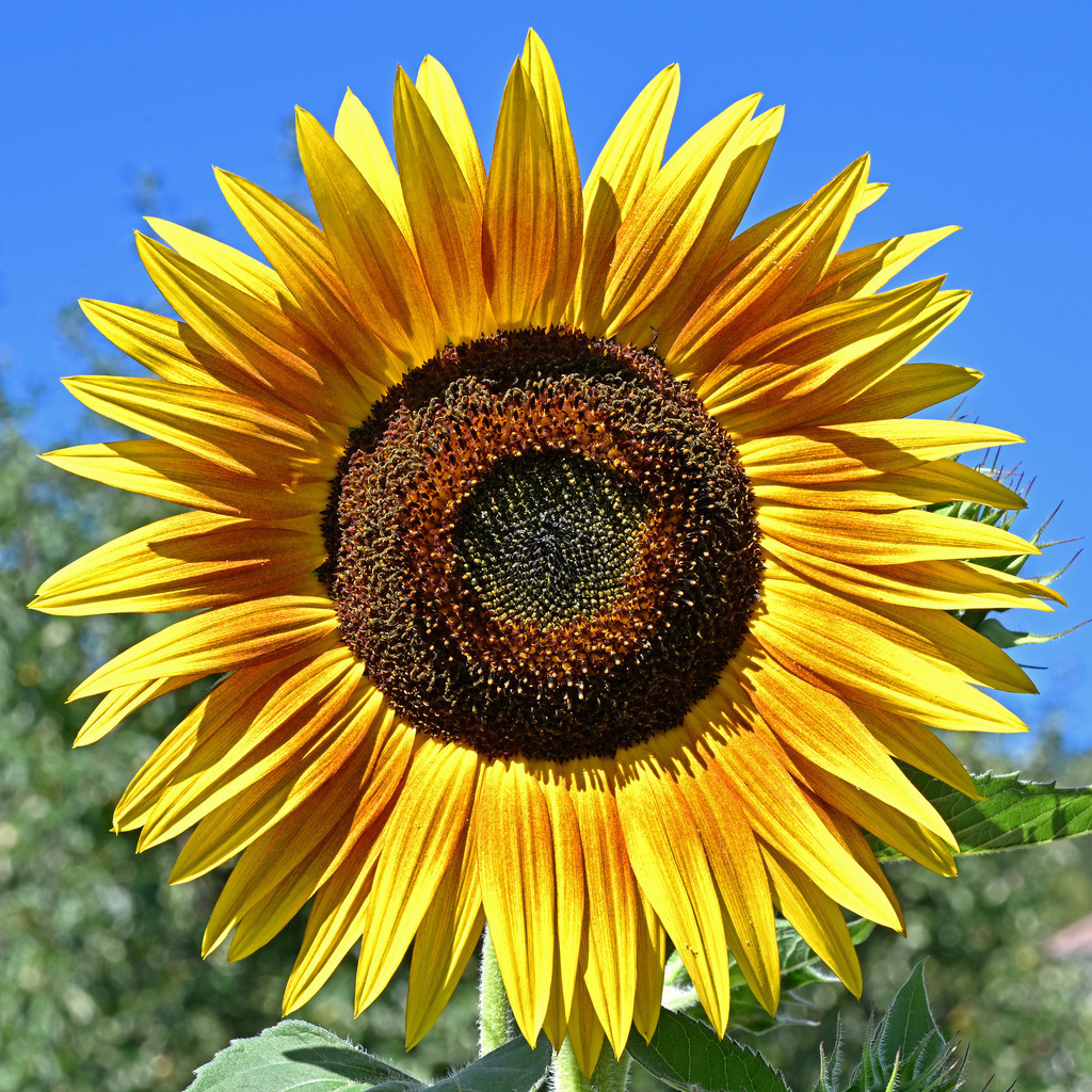 Sonnenblume01q-260814 | greenwatching-with-luci - Realisiert mit Pictrs.com