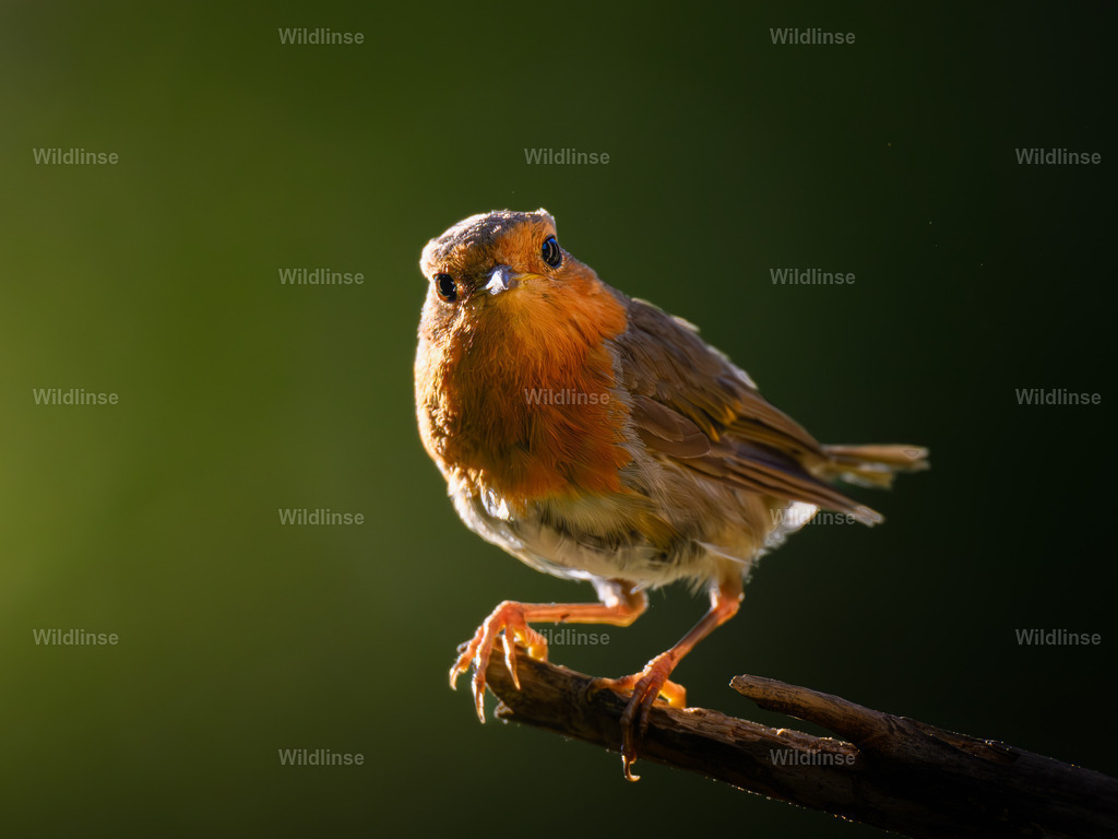 Wildlinse-250805-7 | Willkommen bei Wildlinse. Wildtierfotografien aus Schleswig-Holstein: Entdecke einzigartige Fine-Art-Prints und Poster, die Ruhe, Wildnis und die Schönheit unserer heimischen Tierwelt in dein Zuhause bringen. - Realisiert mit Pictrs.com