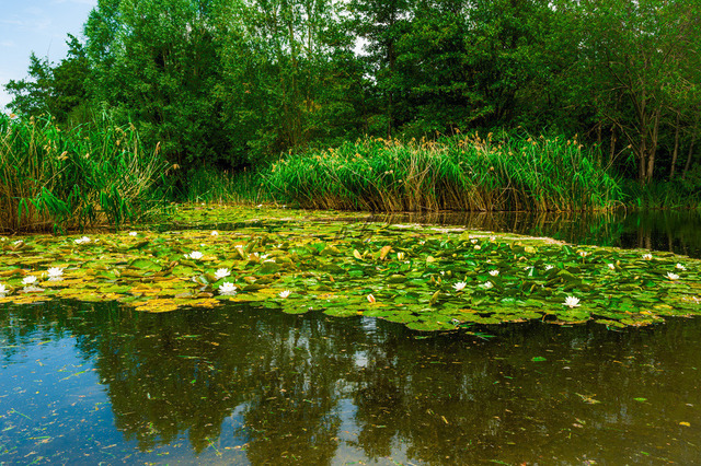 Kleiner Seerosenteich | Professionelle Natur- & Landschaftsfotos als Poster, auf Leinwand & viele mehr. Wähle aus einer Vielzahl an Formaten & Materialien Dein perfektes Bild. - Realisiert mit Pictrs.com