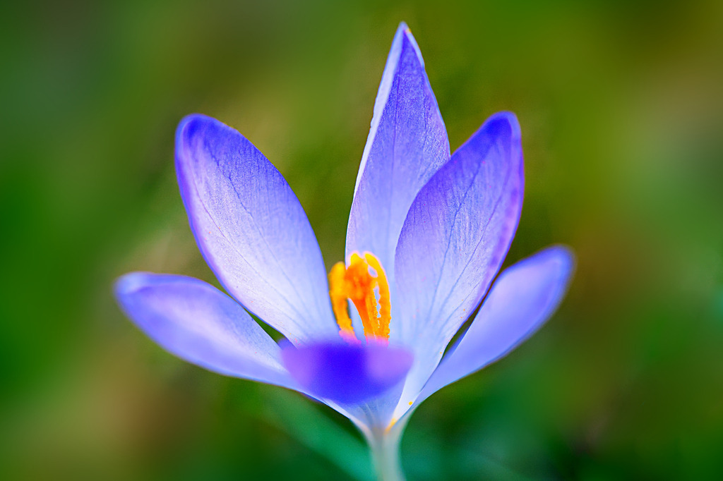 Krokus | In diesem Shop werden vorwiegend künstlerisch hochstehende Aufnahmen aus dem Bereich der Naturfotografie zum Verkauf angeboten. - In this store mainly artistic high quality shots from the field of nature photography are offered for sale. - Realisiert mit Pictrs.com