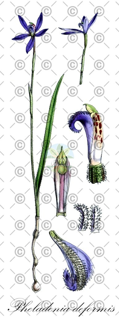 HistAbb_wfo-0001068400_1_ENZY_Simple | Historische Abbildung von Pheladenia deformis - Orchidaceae | Historical Illustration of Pheladenia deformis - Orchidaceae