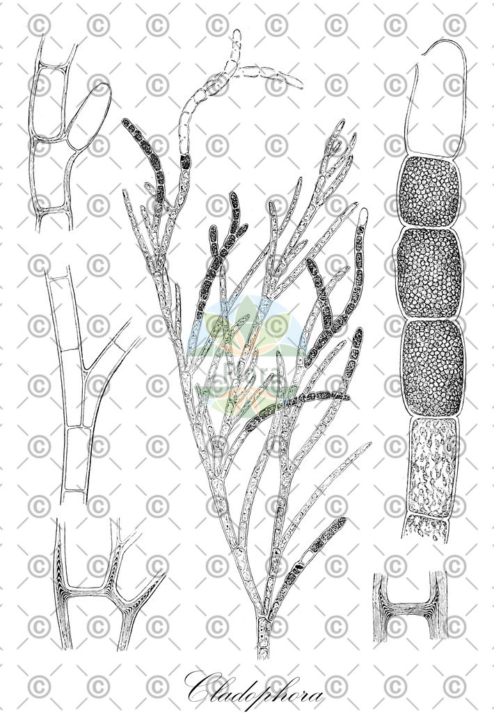 HistAbb_62LGP_7_ENZY_Simple | Historische Abbildung von Cladophora - Cladophoraceae (0) | Historical Illustration of Cladophora - Cladophoraceae (0)