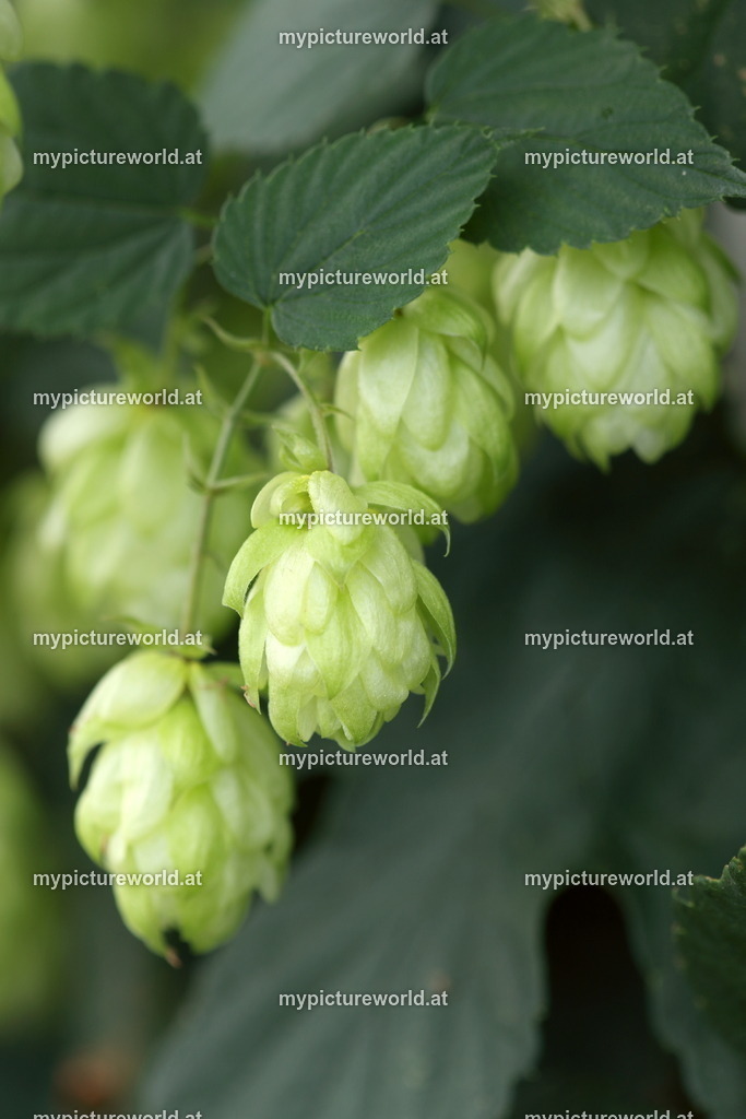 Echter Hopfen-001 | Das Bilderarchiv über Tiere, Planzen und Landschaften. In der Bilddatenbank finden Sie ein große Auswahl an hochwertigen Bilder für Ihre Werbung - Realisiert mit Pictrs.com