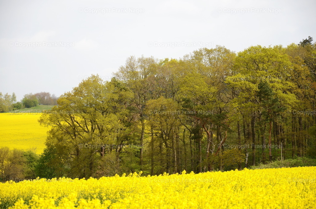 Rapsfelder auf Rügen | Blühende Rapsfelder auf der Insel Rügen sind  typische Landschaftsbilder - Realisiert mit Pictrs.com