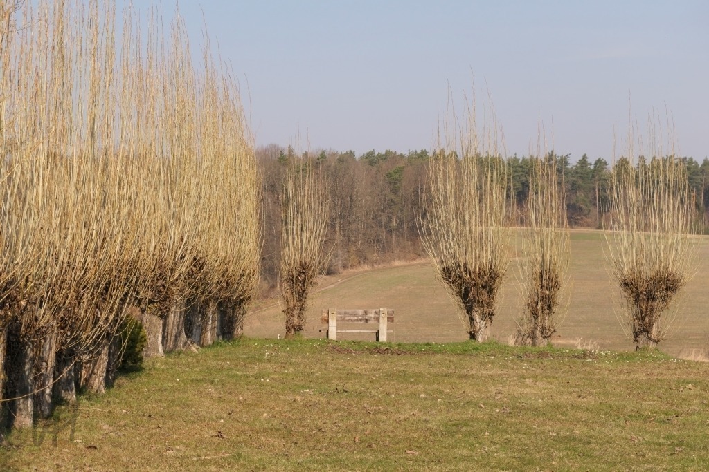 Kopfweiden mit Blick in die Landschaft | Kopfweiden mit Blick in die Landschaft - Realisiert mit Pictrs.com