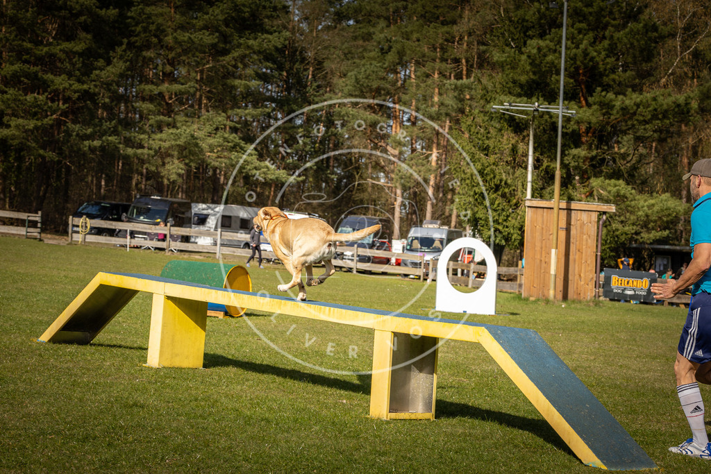 Pfotenfotografie_DV3A2731 | Hundefotografie, Tierfotograf, Pfotenfotografie, Fotoshooting Hund, Hunde Portrait, Hundesport, Hundeportraits, Heideshooting, Hunde, Sportfotograf, Hundefotograf, Turnierhundsport, THS,  - Realisiert mit Pictrs.com