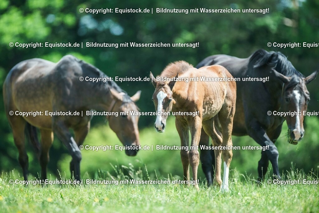 20210617_Fohlen_0201 | Foto: Thomas Hartig