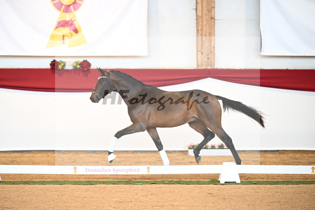 Kat-Nr. 6 Bon Joker x Fuerst Fohlenhof_Koch_43230148 | hf-fotografie - Realisiert mit Pictrs.com