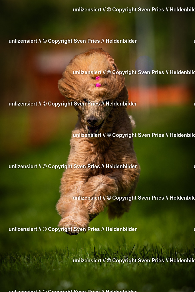 Sven Pries | 2025-04-13 - Hunderennen Baden-Baden - Realisiert mit Pictrs.com