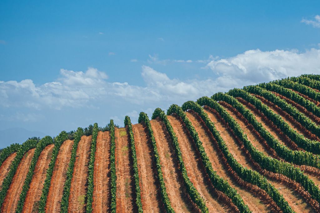 Weinberge in Stellenbosch | Weinberge in Stellenbosch - Realisiert mit Pictrs.com
