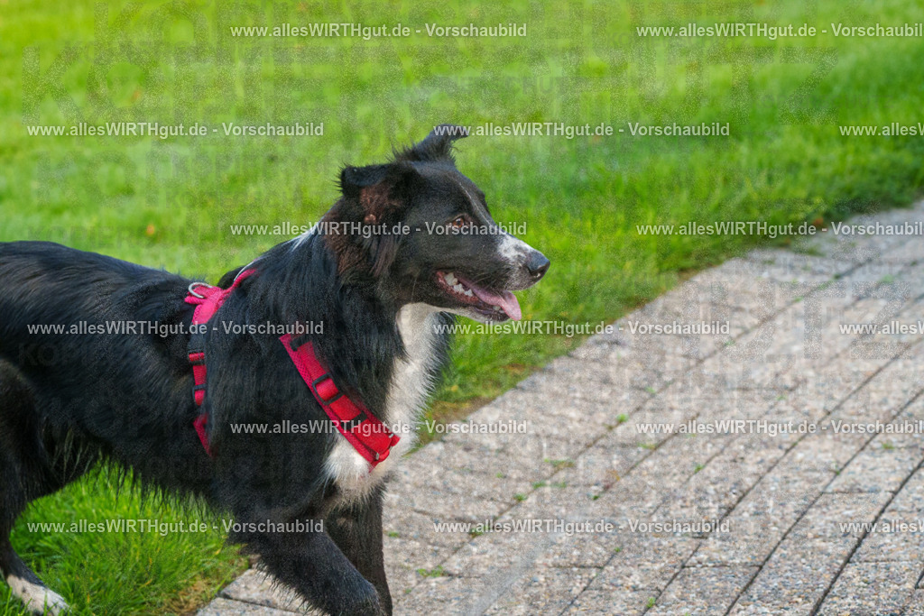 Hundeschwimmen_Grefrath_2026-allesWIRTHgut_Tierfotografie-09_18-FAY07525 | Professionelle Tierfotografie in Mönchengladbach von Daniel Wirth (allesWIRTHgut). Liebevolle & natürliche Bilder von Hunden & Katzen für unvergessliche Erinnerungen.