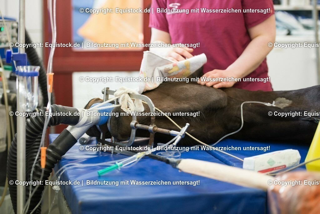 20160309_Sehnenschnitt_OP__0008 | equistock