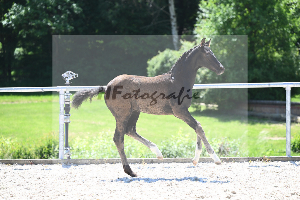 Kat-Nr. 20 HF Dimaggio Black_Haller_16230513 | hf-fotografie - Realizzato con Pictrs.com