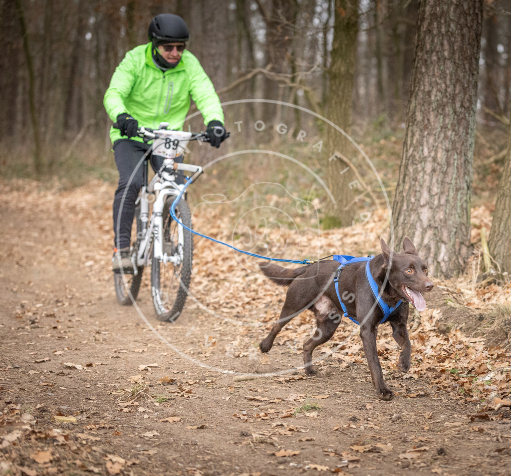 Pfotenfotografie_DV3A6525 | Hundefotografie, Tierfotograf, Pfotenfotografie, Fotoshooting Hund, Hunde Portrait, Hundesport, Hundeportraits, Heideshooting, Hunde, Sportfotograf, Hundefotograf, Turnierhundsport, THS,  - Realisiert mit Pictrs.com