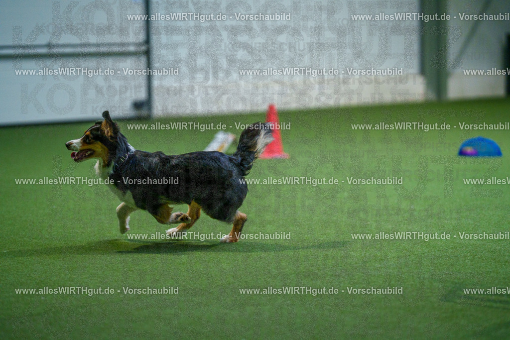 7R502011 | Professionelle Tierfotografie in Mönchengladbach von Daniel Wirth (allesWIRTHgut). Liebevolle & natürliche Bilder von Hunden & Katzen für unvergessliche Erinnerungen.