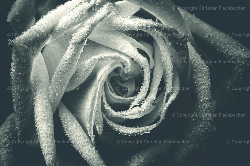 Fotos_Copyright_Chri_Fischbacher_Druck-162 | Bildershop Chri Fischbacher - Realisiert mit Pictrs.com