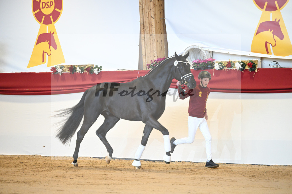 Kat-Nr. 52 Ferrantino_Gestuet Greim_1231381 | hf-fotografie - Realisiert mit Pictrs.com