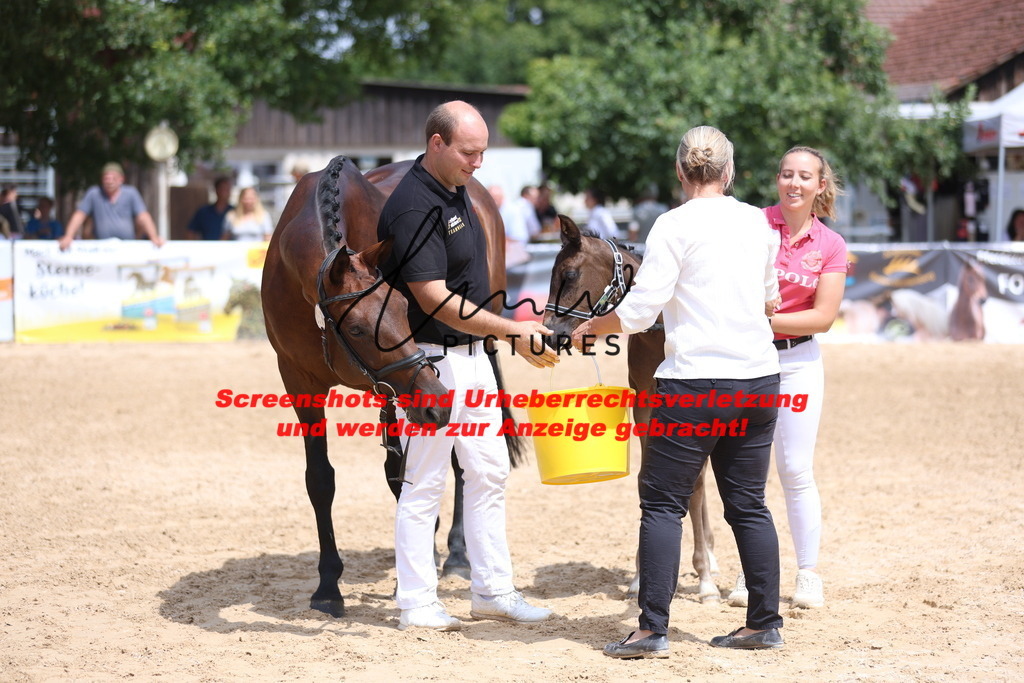 Fohlenschau_Schwäbisch_Hall_dressurbetonte_Fohlen_RESERVE SIEGER_KN 15_11 | lmwpictures - Realisiert mit Pictrs.com
