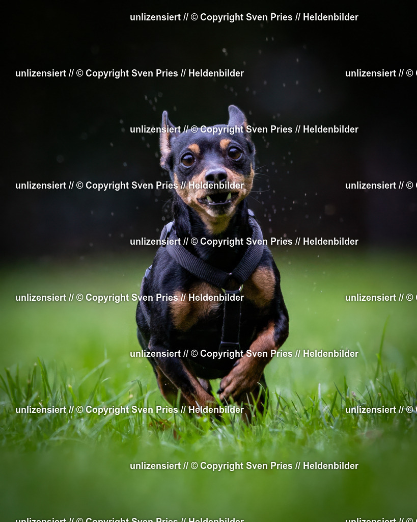 Sven Pries | 2024-10-19 - Hunderennen Ober-Grombach - Realisiert mit Pictrs.com