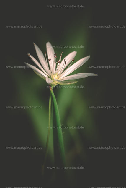 Gras-Sternmiere | eine Blüte einer Sternmiere - Realisiert mit Pictrs.com