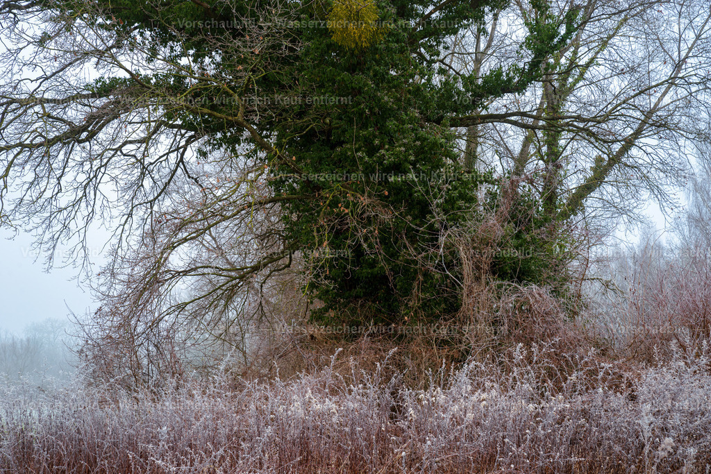 Das Ungetüm im Feld | Ein alter bewachsener Baumriese in den Rheinauen  - Realisiert mit Pictrs.com