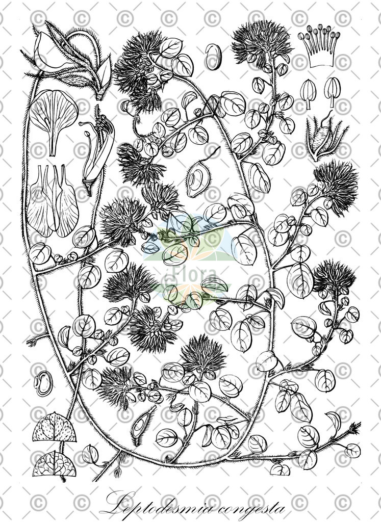 HistAbb_wfo-0001168626_1_ENZY_Simple | Historische Abbildung von Leptodesmia congesta - Fabaceae | Historical Illustration of Leptodesmia congesta - Fabaceae