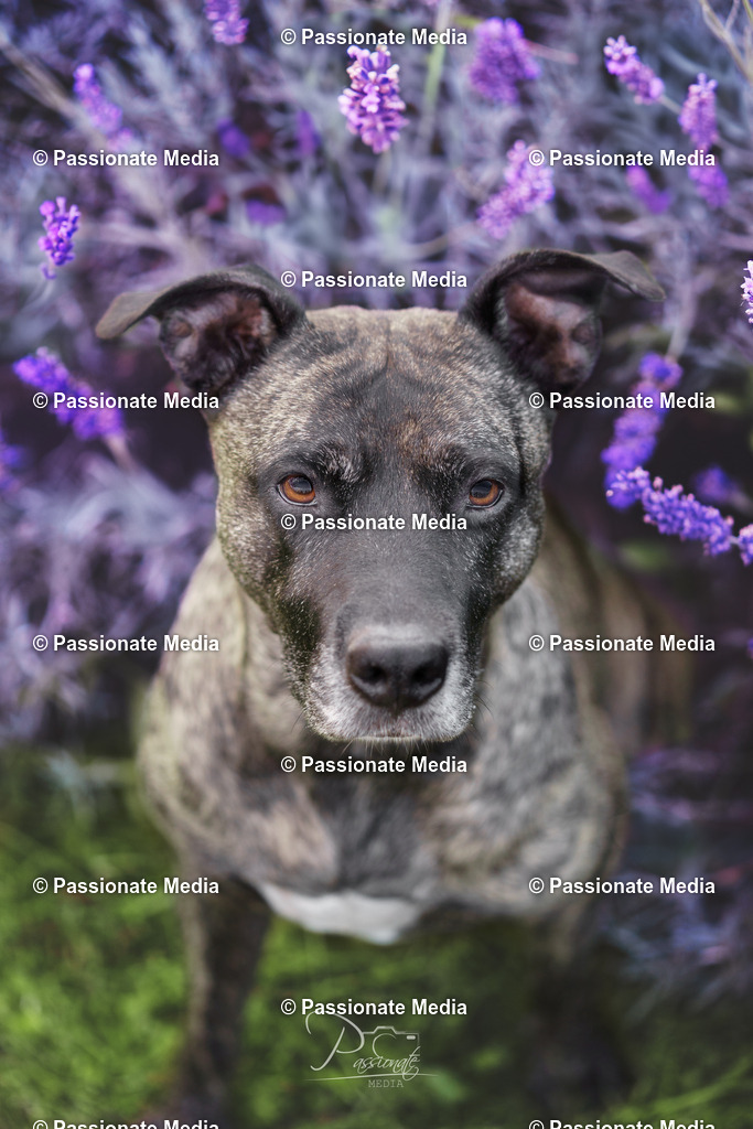 _DSC1821 | Passionate Media, dein Fotograf aus Brandenburg, Märkisch Oderland, im Bereich Motorsport, Autos und Motorräder sowie Events und auch Hunde. Shootings oder auch Eventbegleitungen können bei mir gebucht we