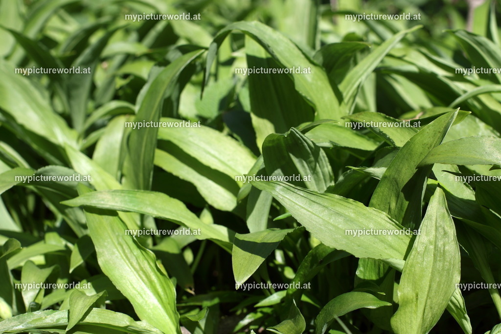 Bärlauch-012 | Das Bilderarchiv über Tiere, Planzen und Landschaften. In der Bilddatenbank finden Sie ein große Auswahl an hochwertigen Bilder für Ihre Werbung - Realisiert mit Pictrs.com