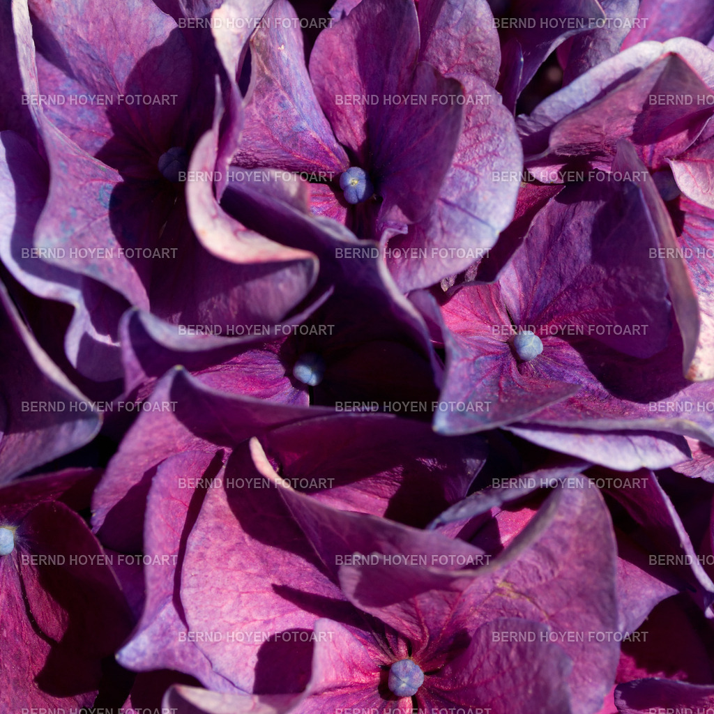 delightful purple | Portrait einer Hortensie. Diese Nahaufnahme habe ich nur leicht nachbearbeitet. | Portrait of a hydrangea. I have only slightly reworked this close-up. - Realisiert mit Pictrs.com
