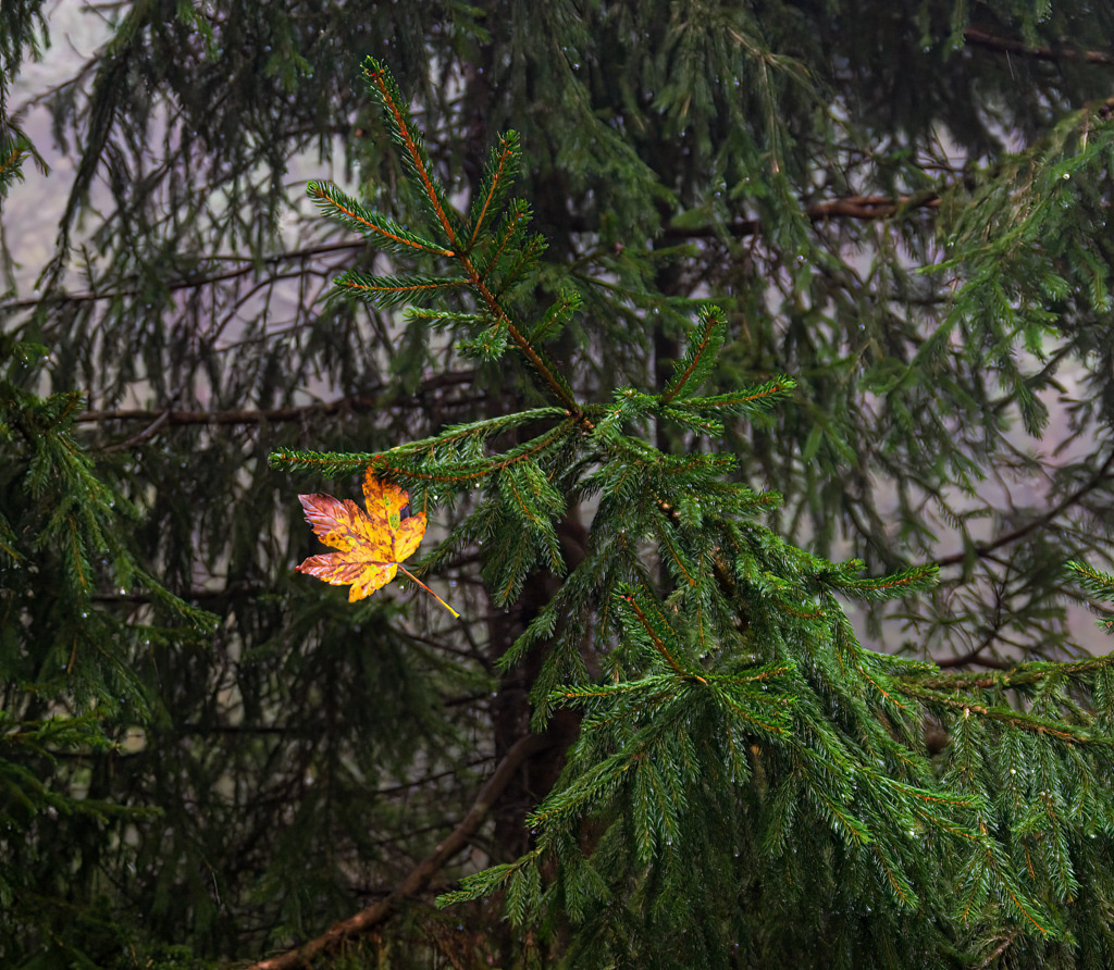 Besuch bei Verwandten | Schon erstaunlich, wie mich ein kleines Laubblatt, das sich in den Nadeln seiner Nachbarn verfangen hat, so erfreuen kann. - Realisiert mit Pictrs.com