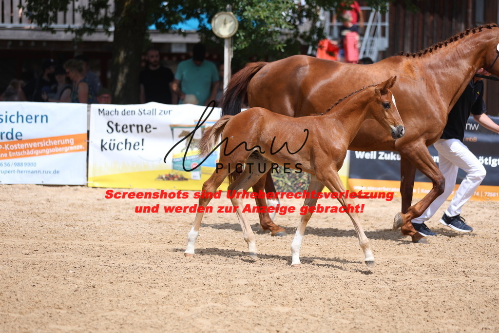 Fohlenschau_Schwäbisch_Hall_dressurbetonte_Fohlen_KN 18_9 | lmwpictures - Realisiert mit Pictrs.com