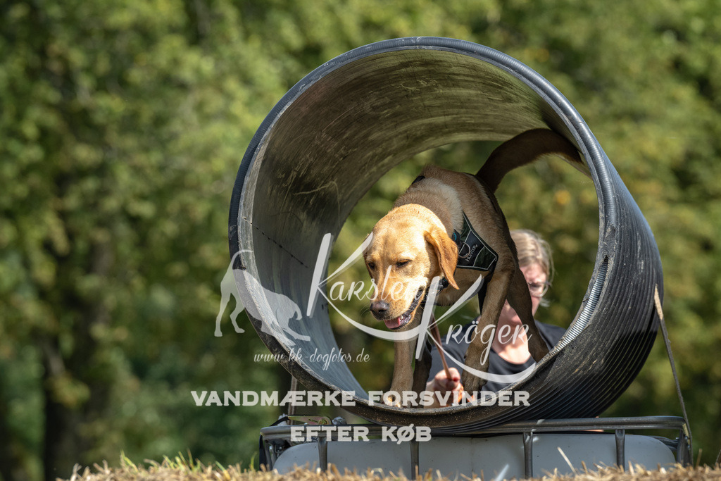 1308_ZZ92285 | kk-dogfotos