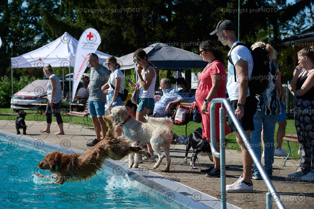 159_202509_4Hundebadetag_NZ9_2660 | proPHOTO - Realisiert mit Pictrs.com