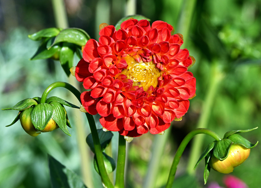 DahlieWabeRot01 | lucisnaturbilder - Realisiert mit Pictrs.com