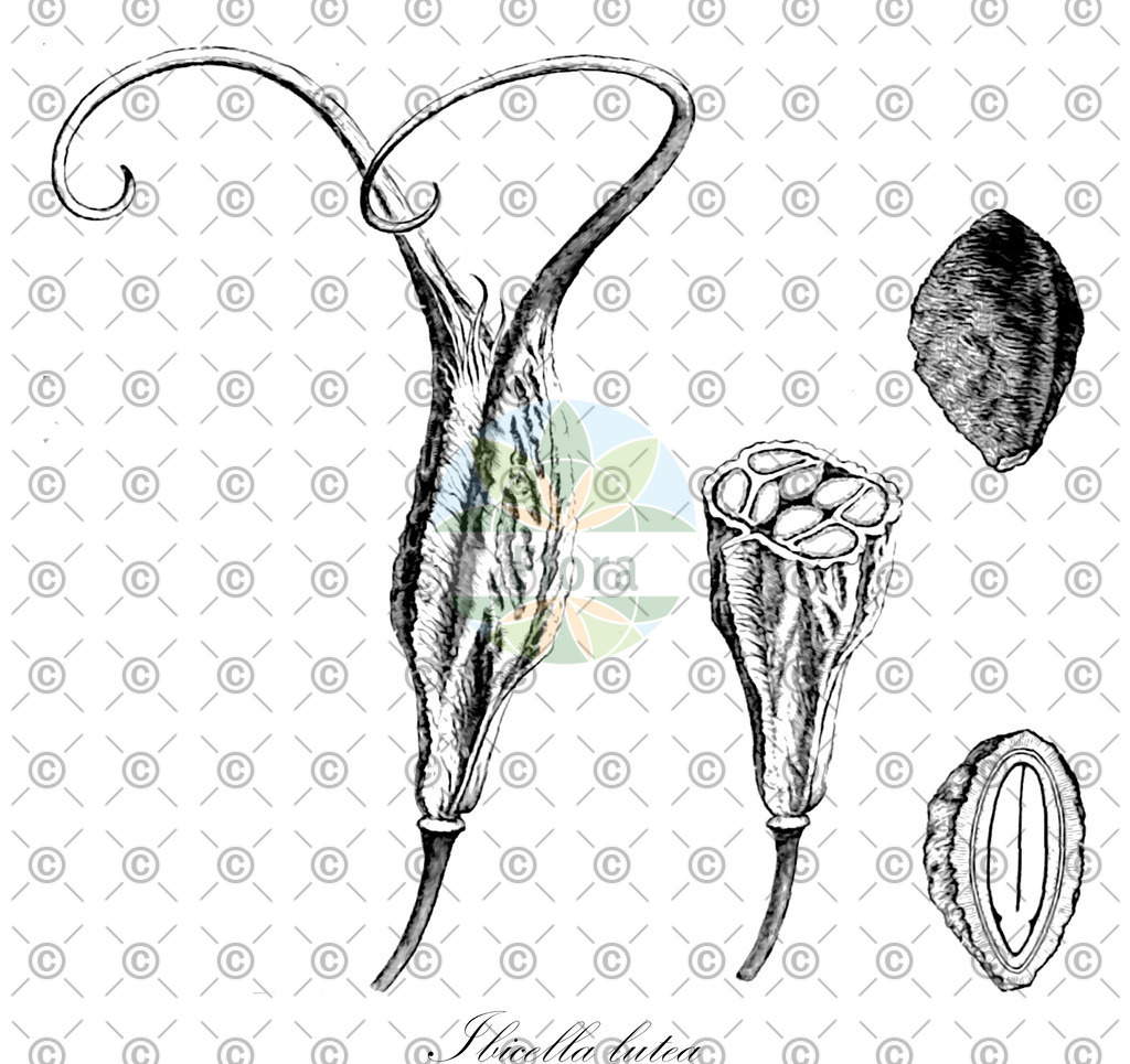 HistAbb_wfo-0000728993_1_ENZY_Simple | Historische Abbildung von Ibicella lutea - Martyniaceae | Historical Illustration of Ibicella lutea - Martyniaceae
