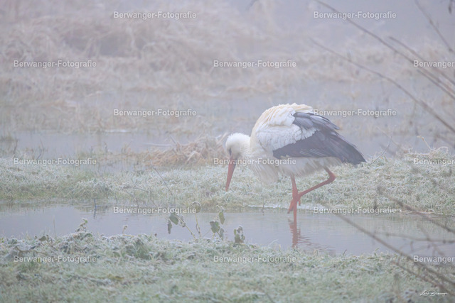 R62_4065_LGO | Berwanger Fotografie | Verschönern Sie Ihr Zuhause mit Natur-, Tier,- oder Stadtmotiven. Auf Leinwand, als Foto und vielen mehr! - Realisiert mit Pictrs.com