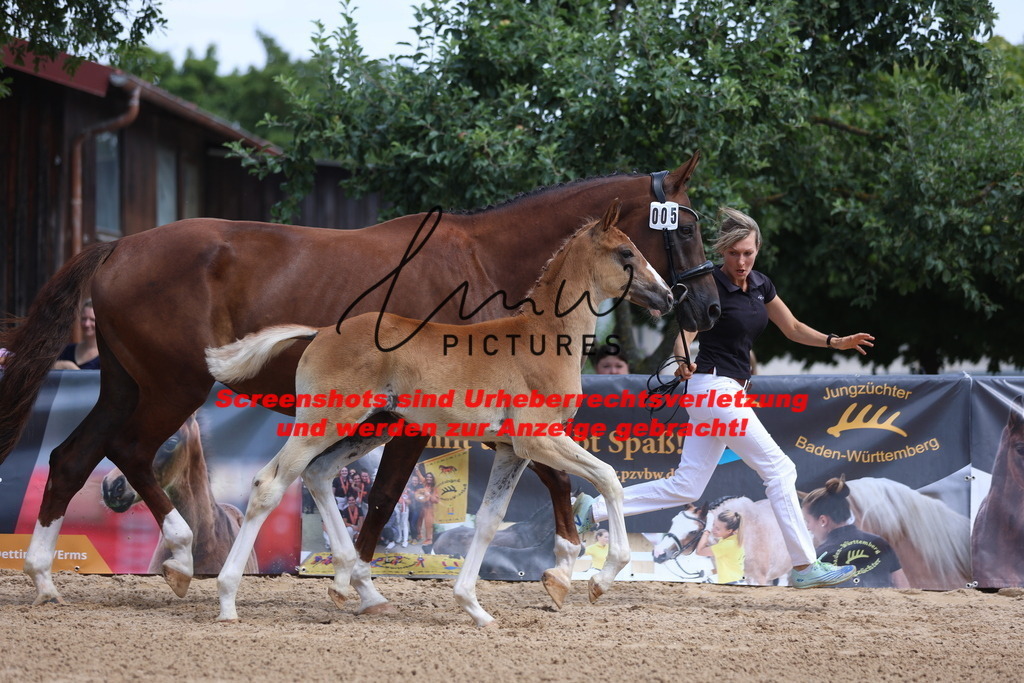 Fohlenschau_Schwäbisch_Hall_dressurbetonte_Fohlen_KN 5_12 | lmwpictures - Realisiert mit Pictrs.com