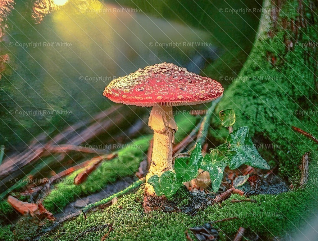 fliegenpilz1.1 | Rolf Wittke  - Realisiert mit Pictrs.com