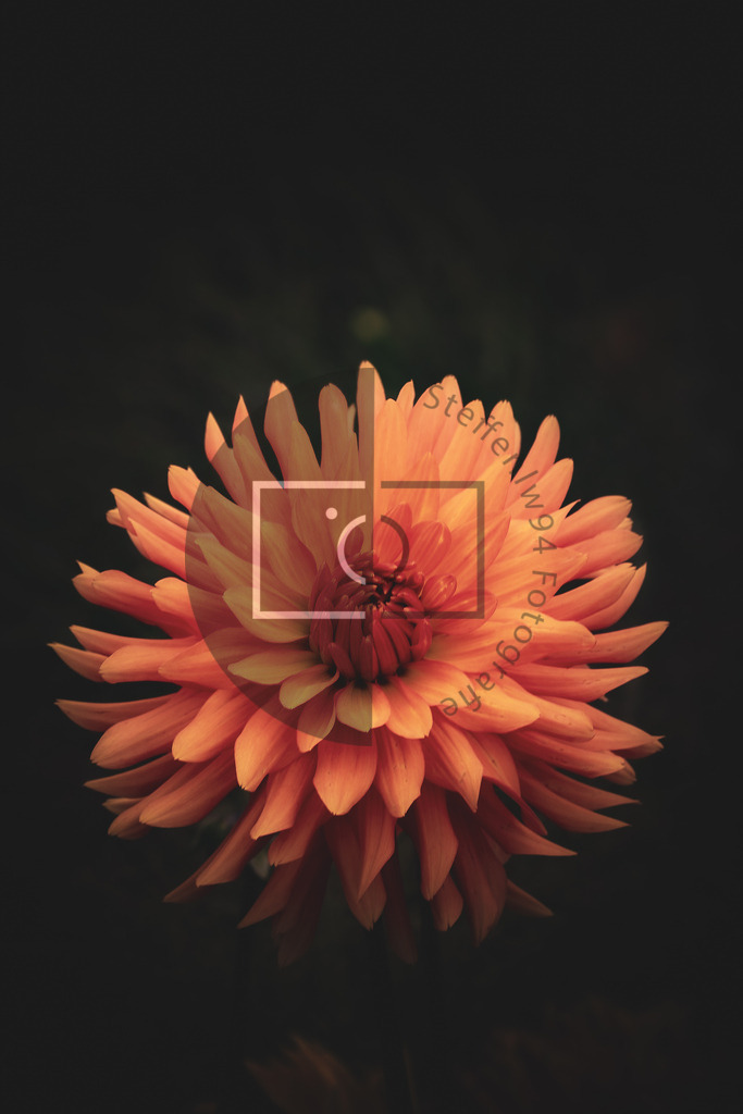 Wandbild Dahlie | Ich bin Fotograf und auf meiner Webseite hast du die Möglichkeit meine fotografie als Wandbilder druckfertig für dein Zuhause zu bestellten. - Realisiert mit Pictrs.com