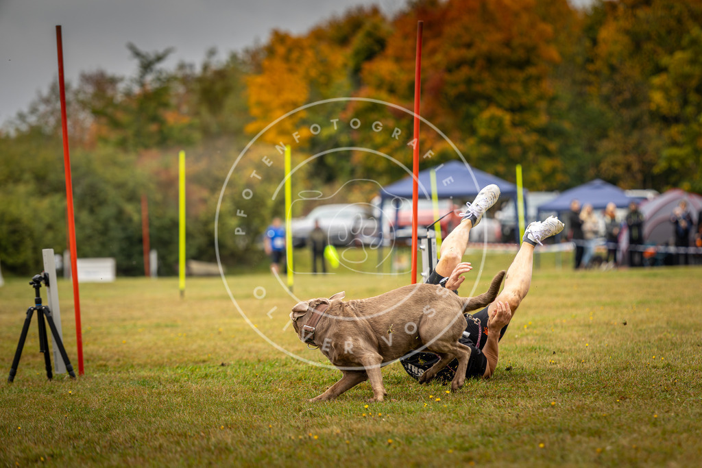 Pfotenfotografie_DV3A2335 | Hundefotografie, Tierfotograf, Pfotenfotografie, Fotoshooting Hund, Hunde Portrait, Hundesport, Hundeportraits, Heideshooting, Hunde, Sportfotograf, Hundefotograf, Turnierhundsport, THS,  - Realisiert mit Pictrs.com